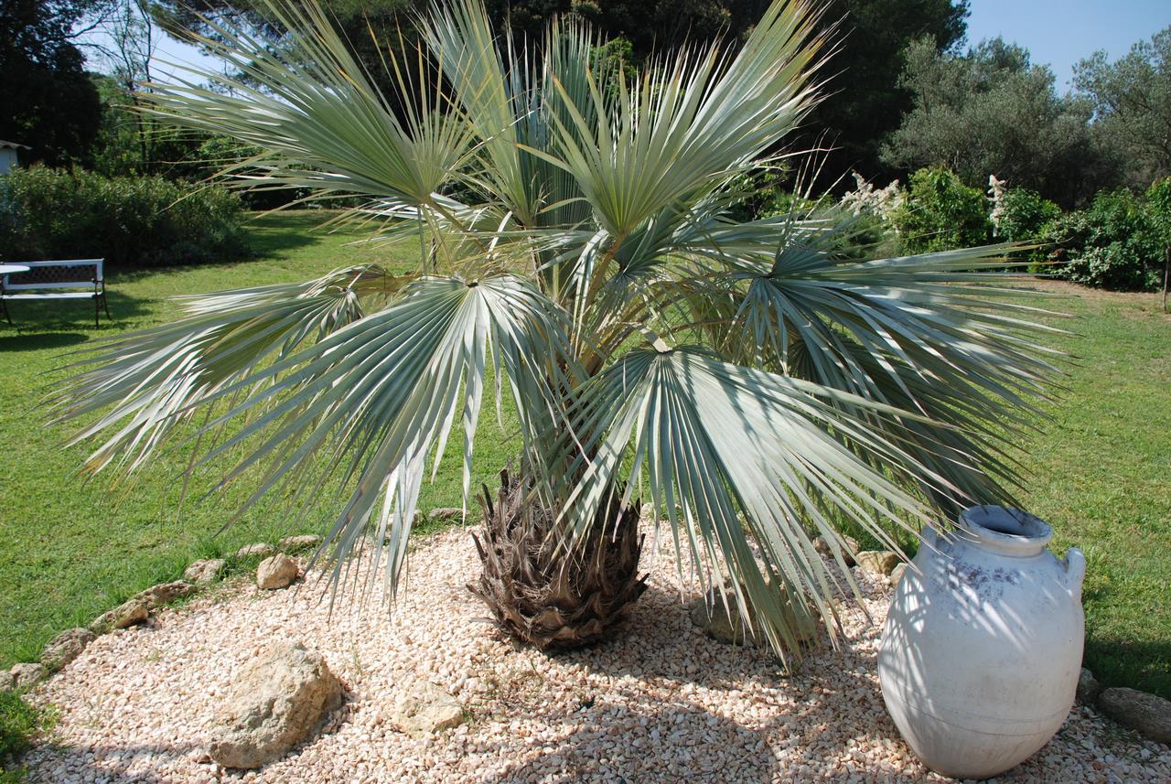 Domaine A L'Aise - Piscine Chauffee Bed and Breakfast Plaissan Buitenkant foto